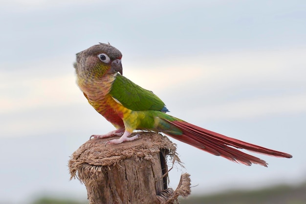 A parrot is perched on a wooden post