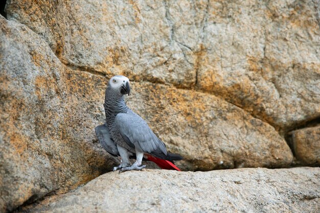 Parrot Jaco closeup on the background of the wall Wildlife Place for advertising