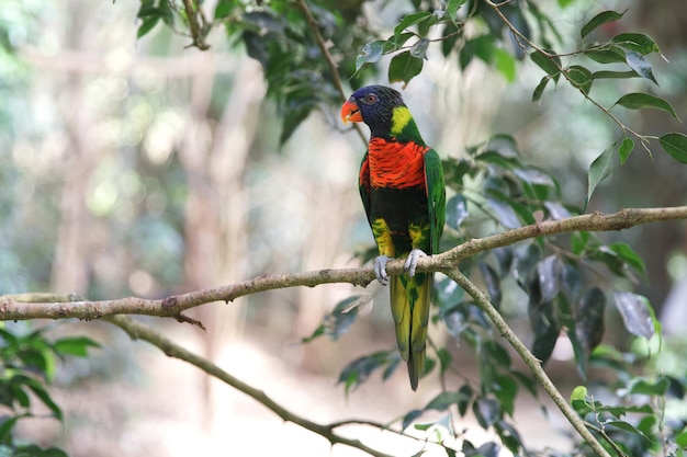 Parrot Lori or Lori Popgay bright coloring Nature and birds Blurred background