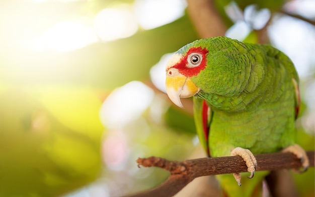 Parrot Mexican Red Headed Amazon