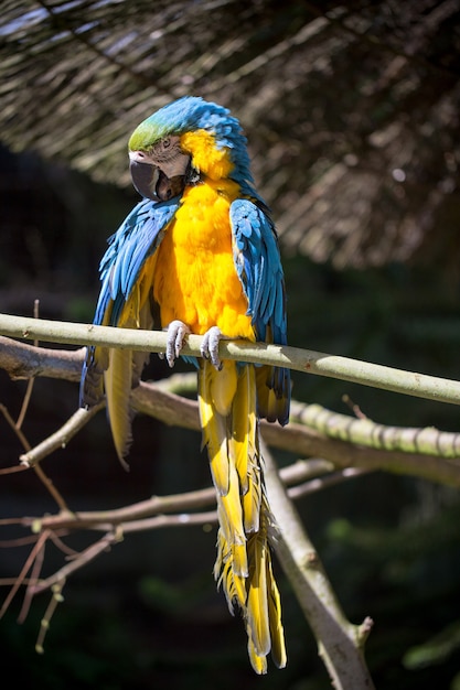 Parrot portrait of bird. Wildlife scene from tropic nature.