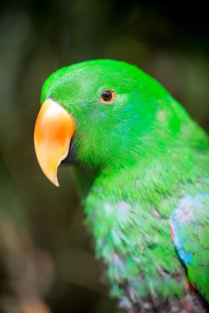 Parrot portrait of bird. Wildlife scene from tropic nature.