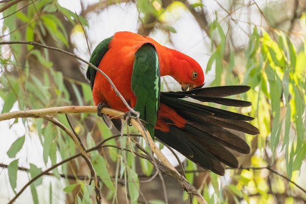 Photo parrot sitting on a tree