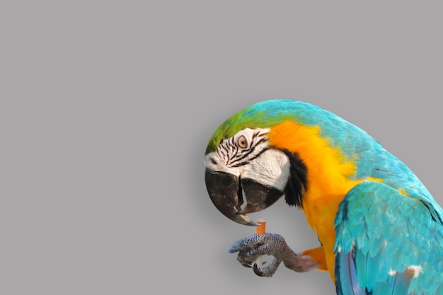 Parrot smoking cigarette on gray Funny Animal