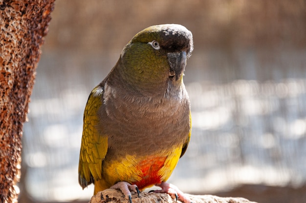 Parrot in a tree