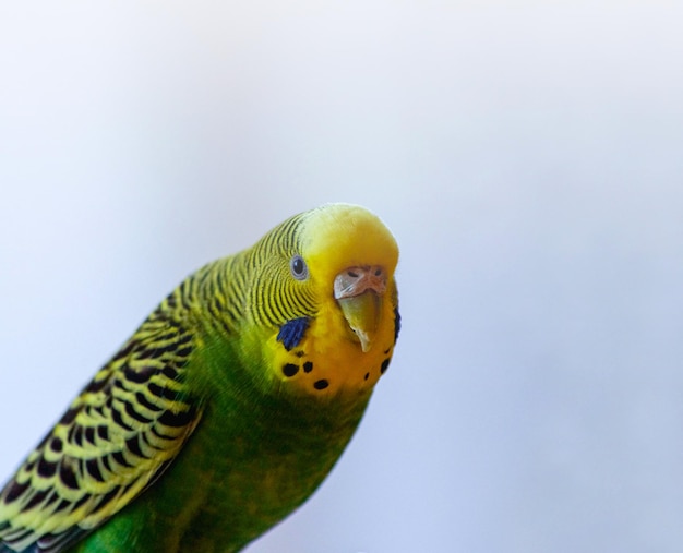 A parrot A wavy parrot in green color