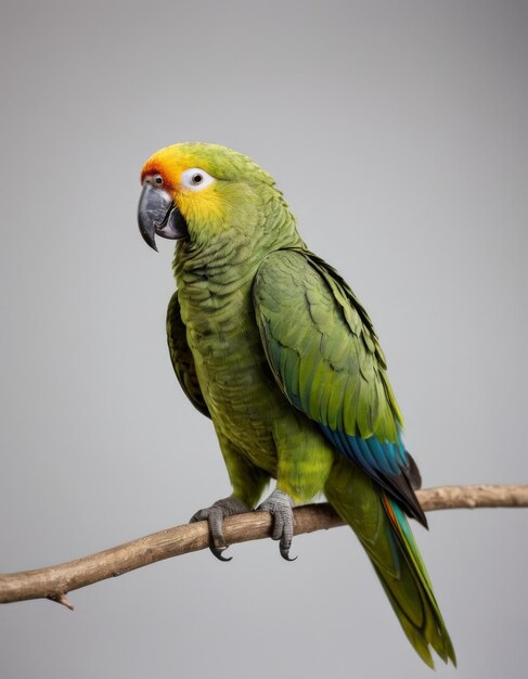 Photo a parrot with a beak that says parrots on it