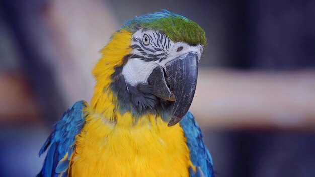 A parrot with a blue and yellow face