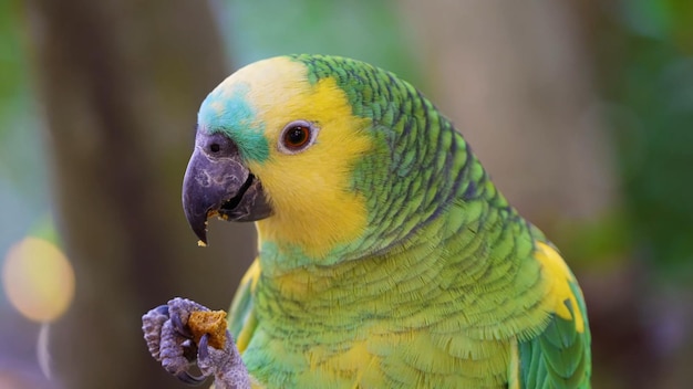 A parrot with a yellow beak and green feathers