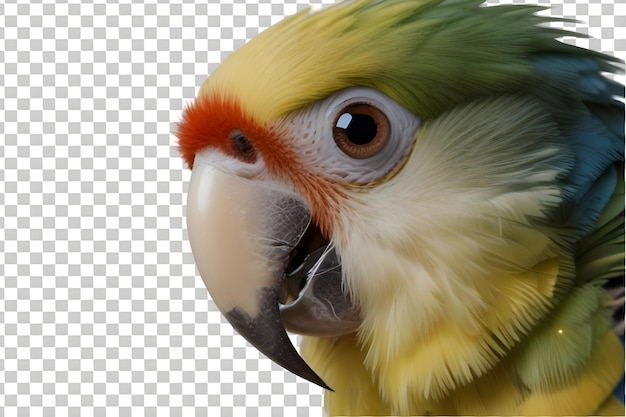 parrot