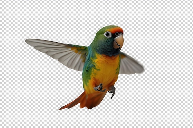 parrot