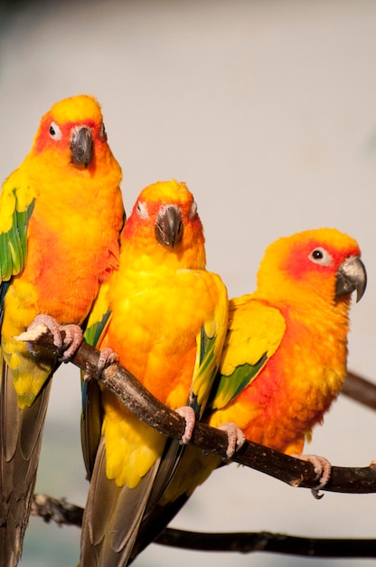 Parrots