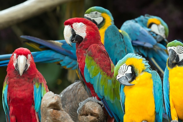 Parrots