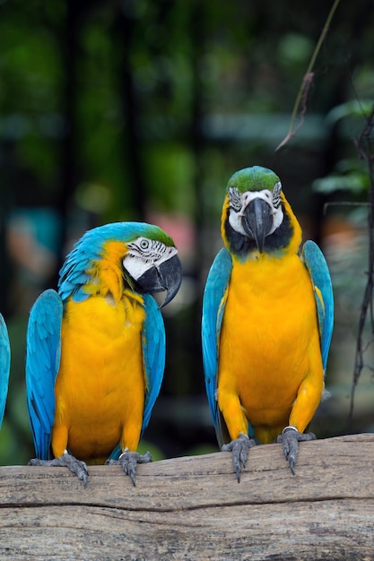 Parrots