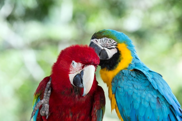 Photo parrots