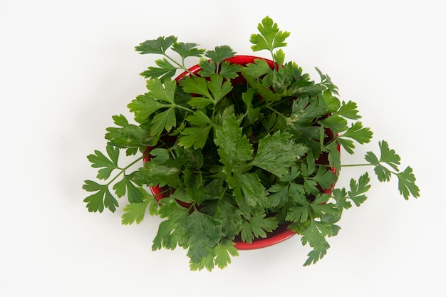 Parsley in a bowl isolated without anyone