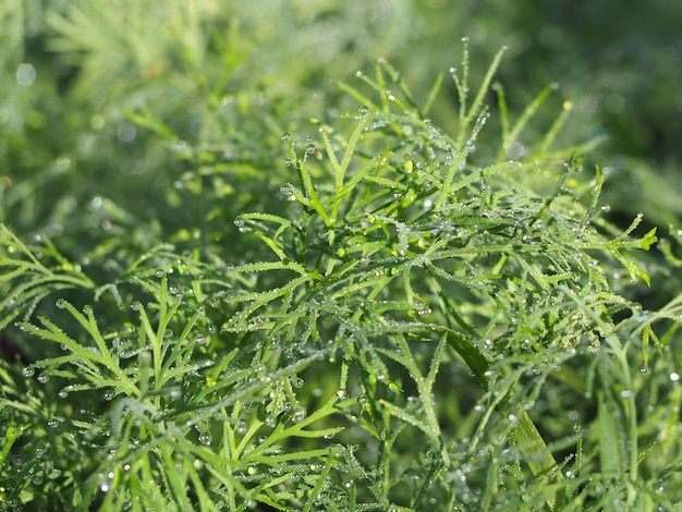 Parsley fresh green grass with dew drops. Nature background