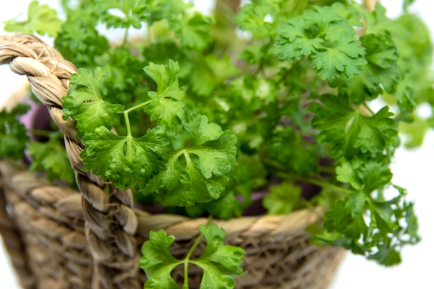 parsley herb growing in a flower pot fresh parsley isolated on white background