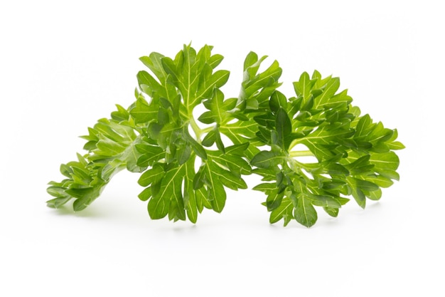 Parsley herb isolated.