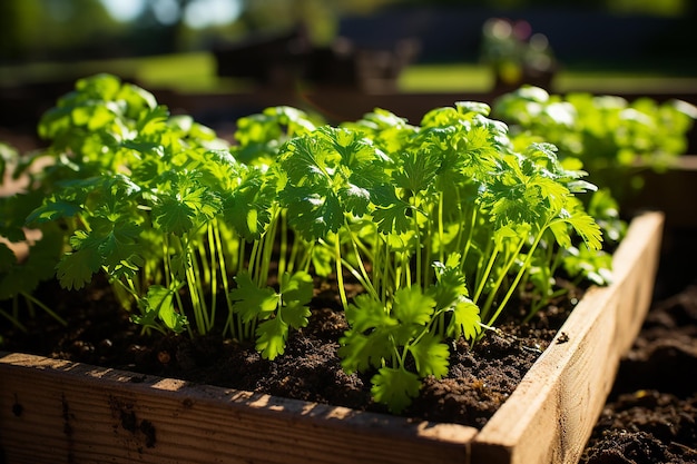 Parsley Herb in Raw Style Herb Patch