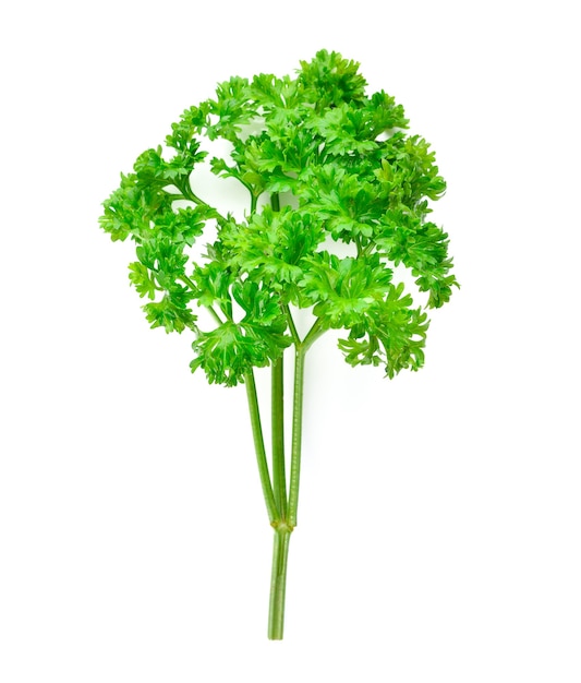 Parsley isolated on a white background