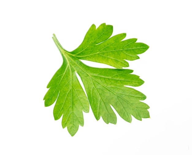 Parsley isolated on white