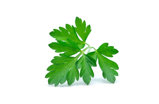 Parsley leaf isolated on white