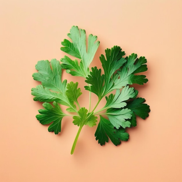 Parsley leaf A Versatile Herb for Your Kitchen light image background