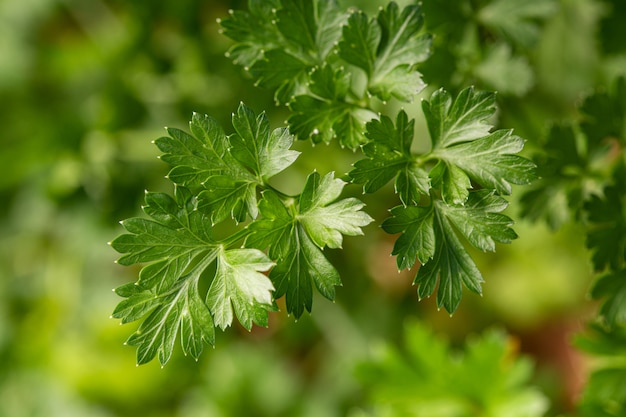 Parsley plant on outdoor. Petroselinum crispum