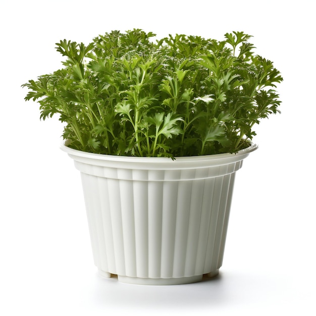 Parsley in a white pot on a white background Isolated