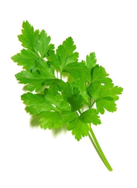 Parsley