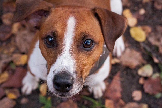 Parson Russell Terrier dog standing in the forest leaning on a stump