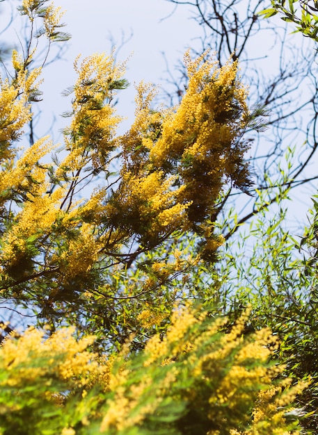 Part of blooming mimosa tree