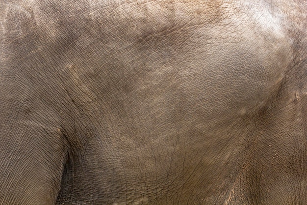 Part of the body of a large elephant Skin texture