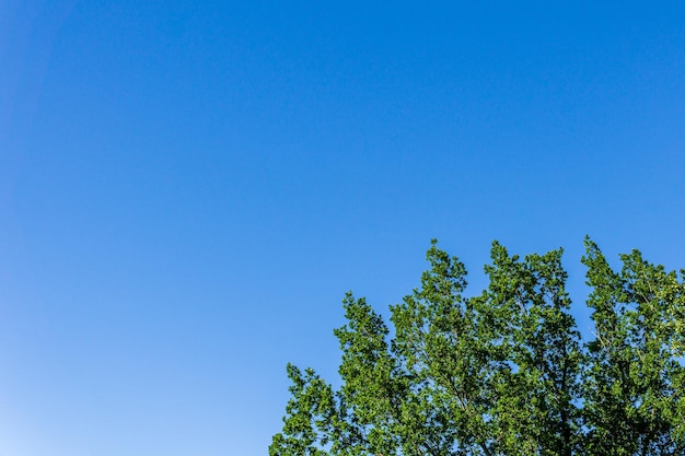 Part of the crown of a tree with green foliage against the background of a clear blue sky