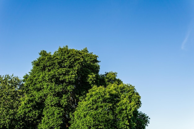 Part of the crown of a tree with green foliage against the background of a clear blue sky