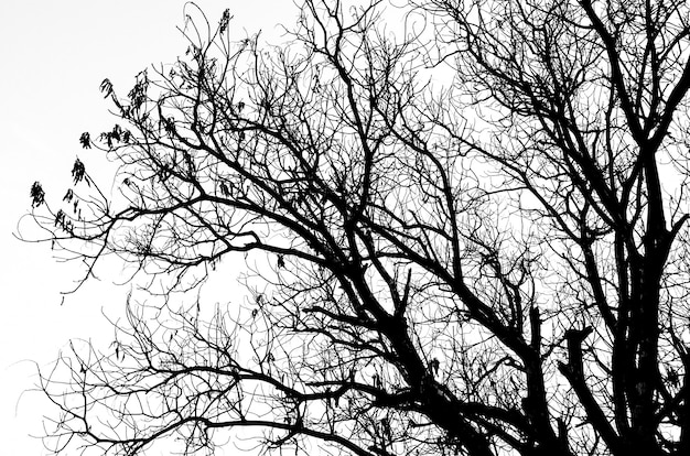 Part of Dead tree silhouette without leafs isolated on white