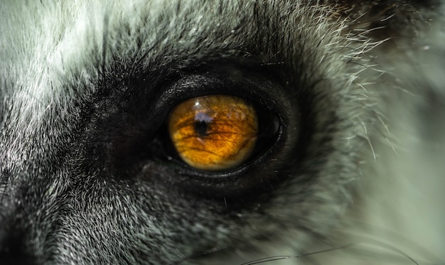 part of the face of a Madagascar lemur looking into the distance