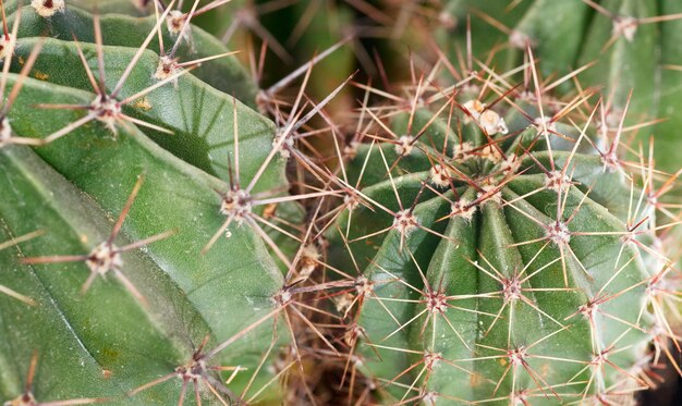 Part of thorny potted home Barrel cactus plant.