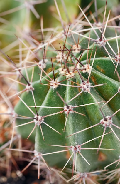 Part of thorny potted home Barrel cactus plant.