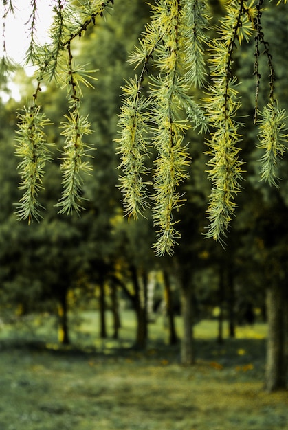 Part of a tree in a garden is in view