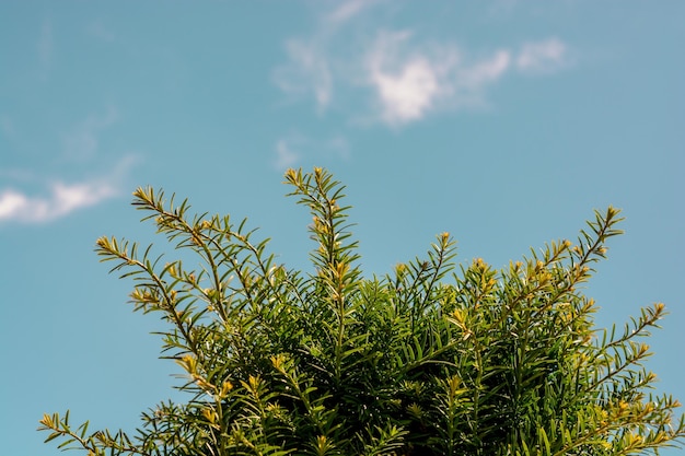 Part of a tree and leaves as a natural background texture