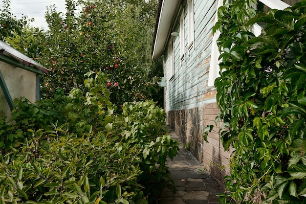 Part of wooden cottage or dacha surrounded by garden and vegetation