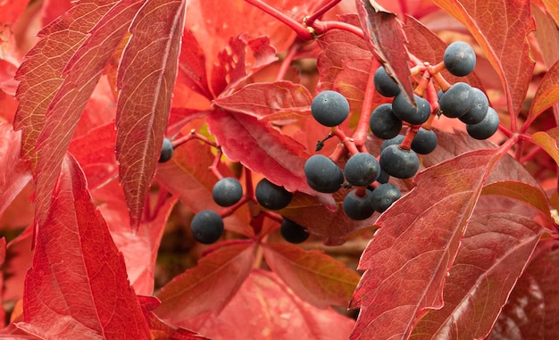 Parthenocissus berries surrounded by red leaves closeup