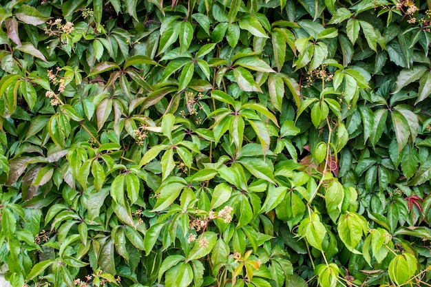 Parthenocissus quinquefolia known as Victoria creeper fiveleaved ivy Green foliage