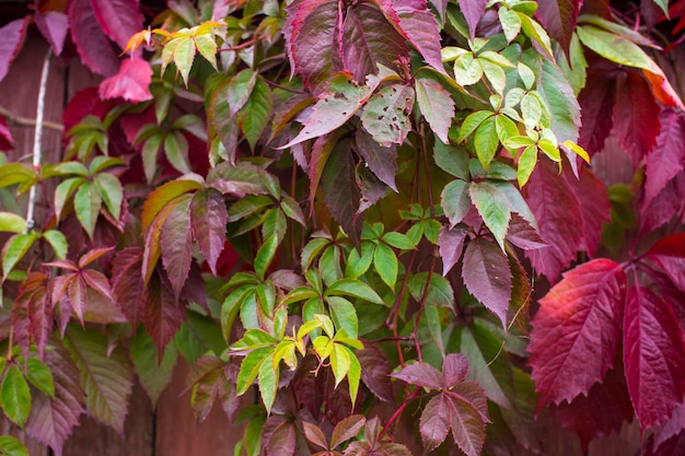 Parthenocissus quinquefolia known as Virginia creeper fiveleaved ivy Red foliage ba