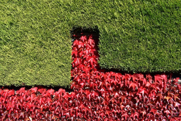 Parthenocissus tricuspidata with fall color and Leyland cypress (Cupressus ÃÂÃÂ leylandii) in a country house