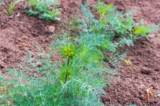 Partially blurred background image of green sprigs of dill growing in vegetable garden