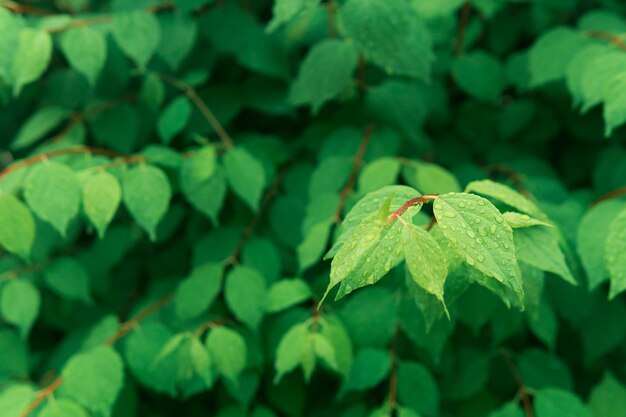 Partially blurred natural background green foliage with raindrops