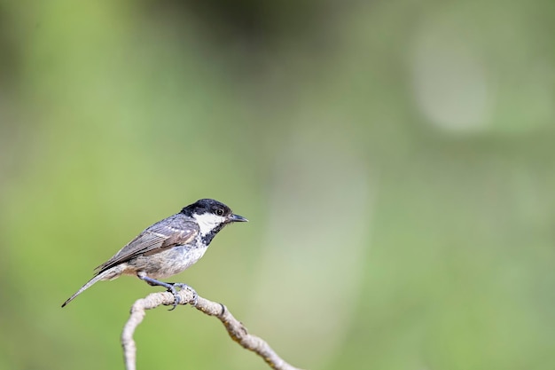 Parus major or common chickadee is a species of passerine bird of the family of the titmouse